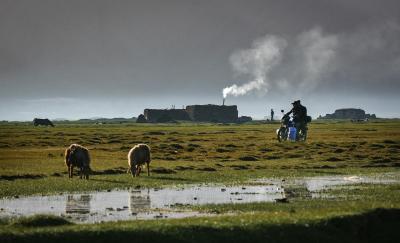 Golden Grassland