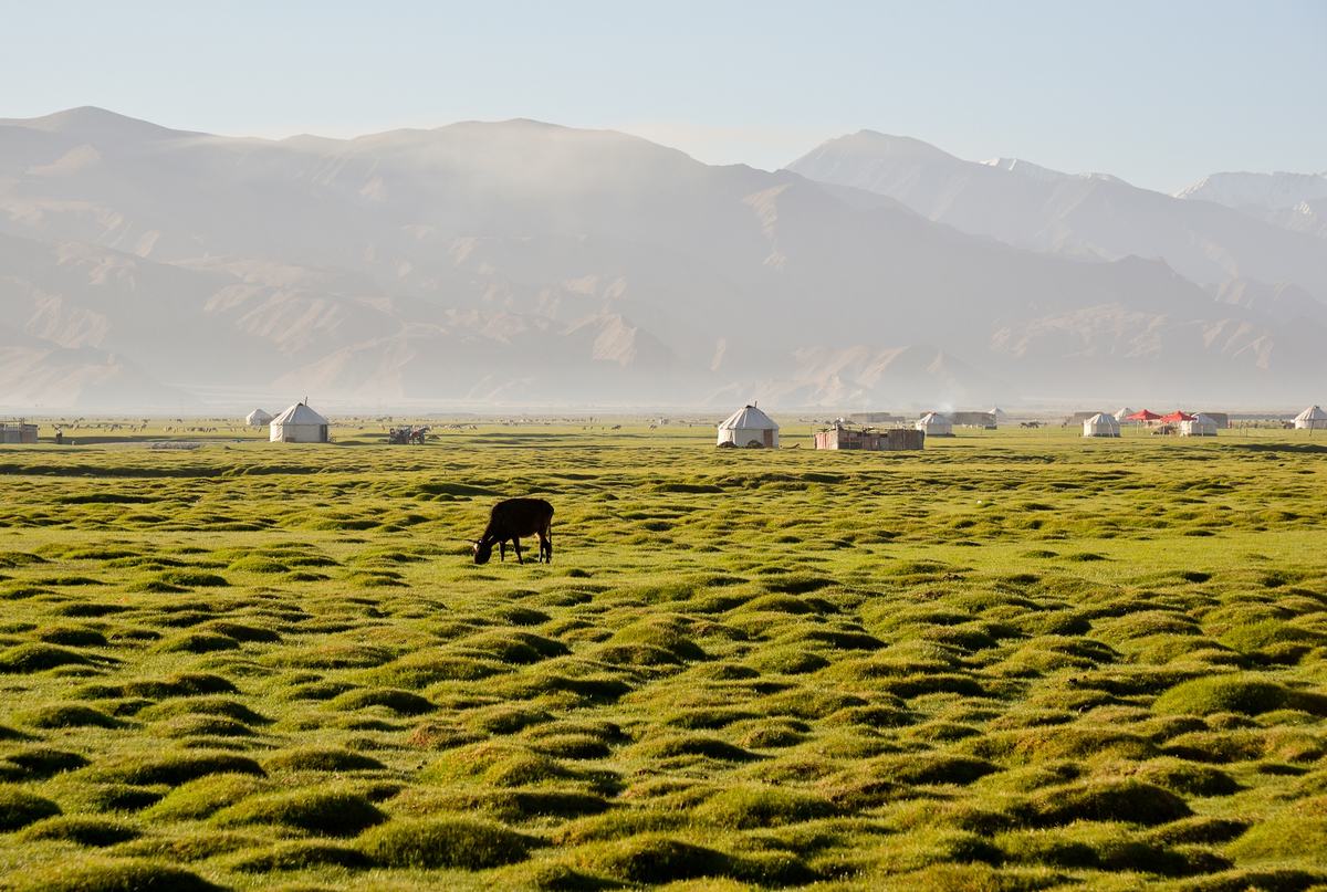 Golden Grassland