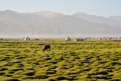 Golden Grassland