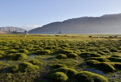 Golden Grassland