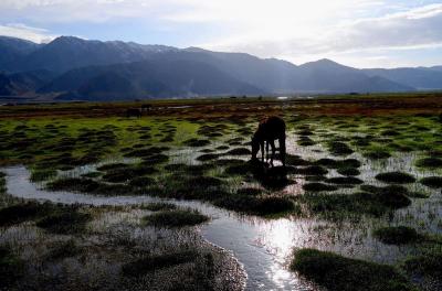 Golden Grassland