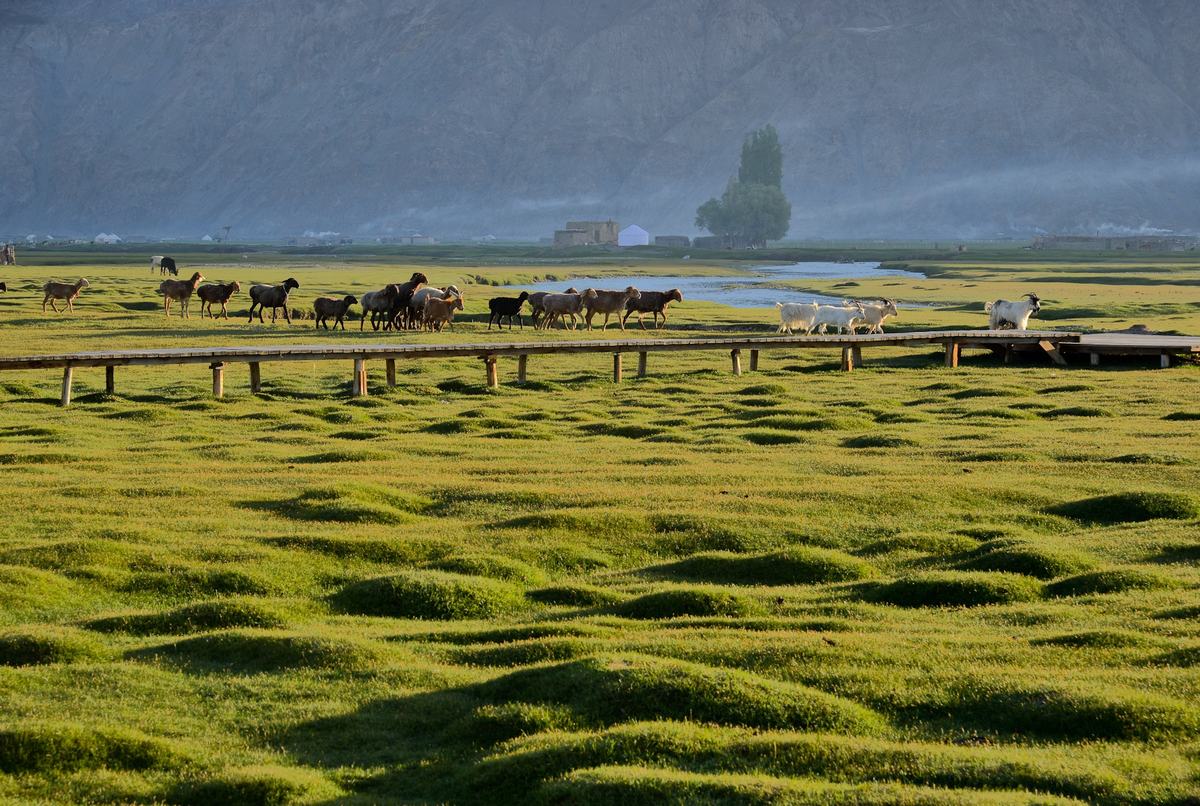 Golden Grassland