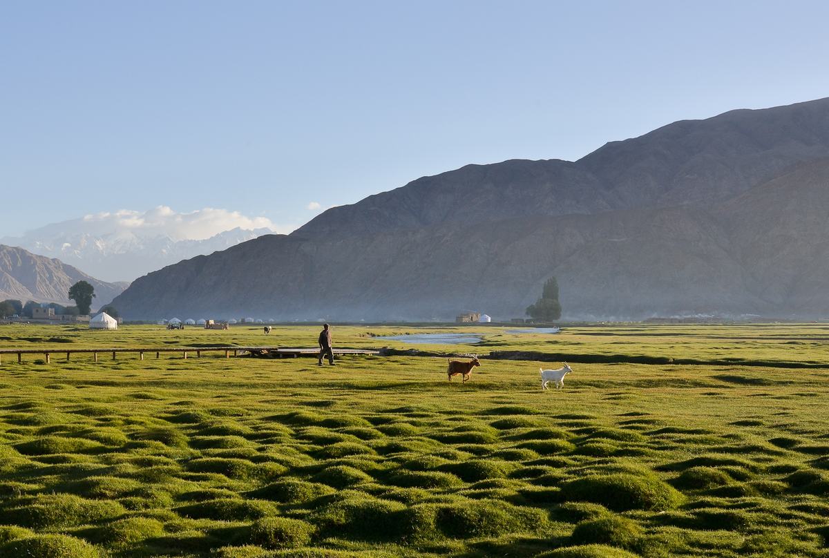 Golden Grassland