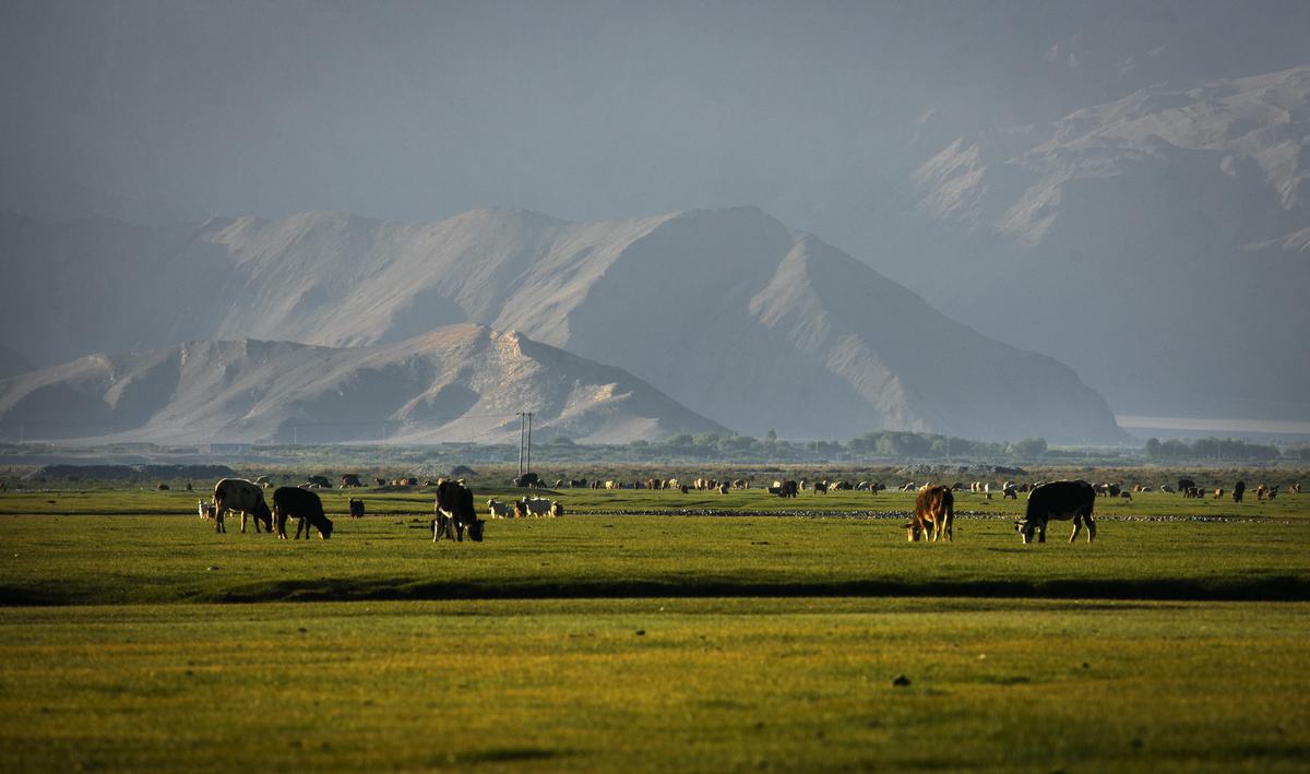 Golden Grassland