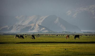 Golden Grassland