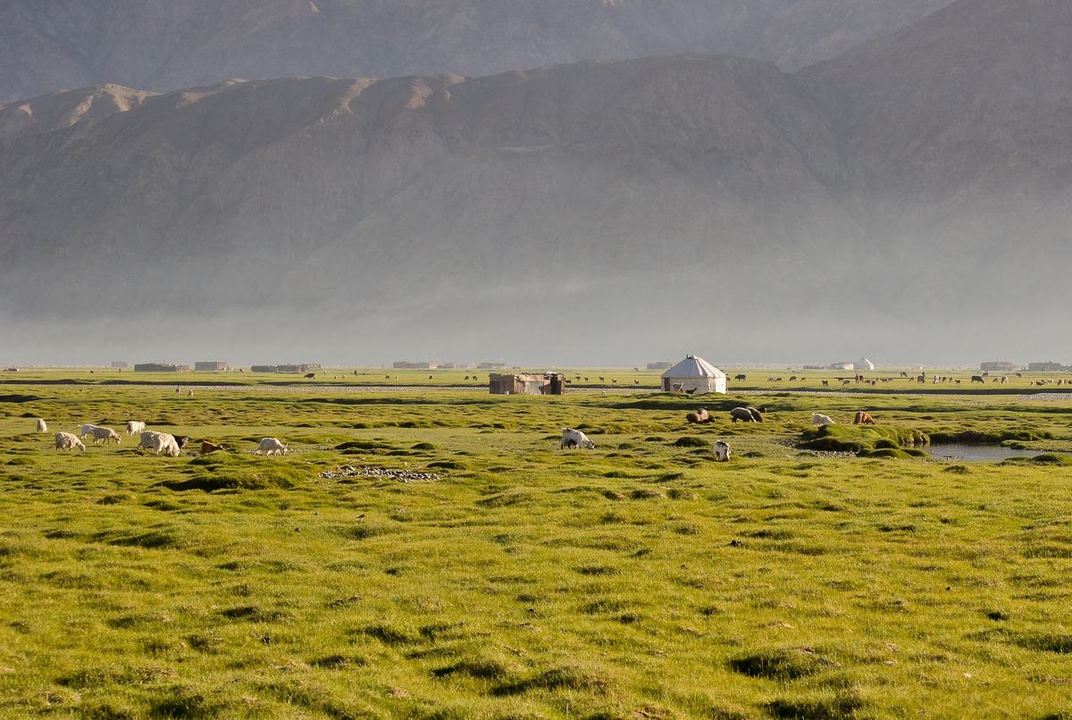 Golden Grassland