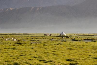 Golden Grassland