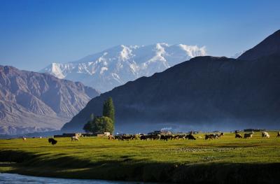 Golden Grassland