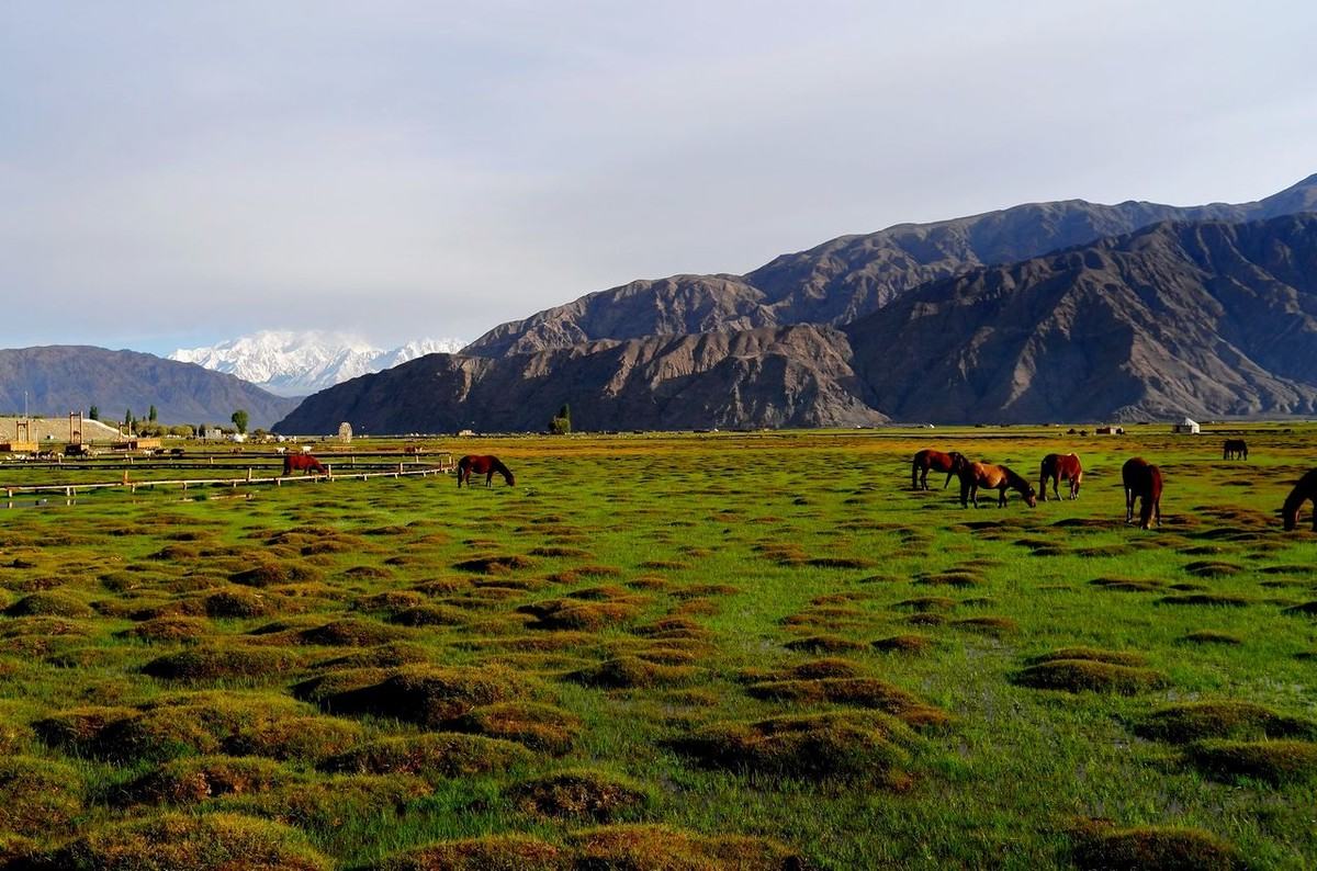 Golden Grassland