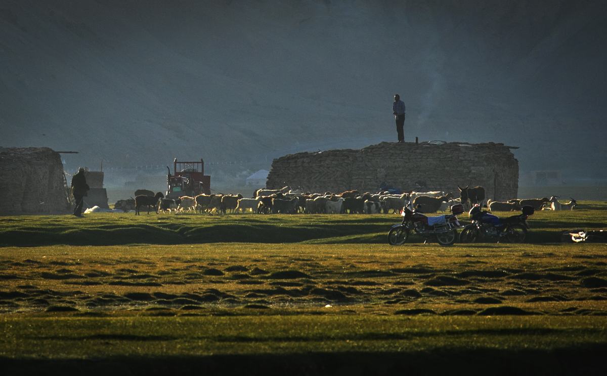 Golden Grassland