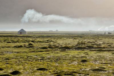 Golden Grassland