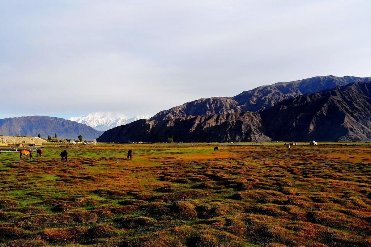 Golden Grassland