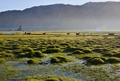 Golden Grassland