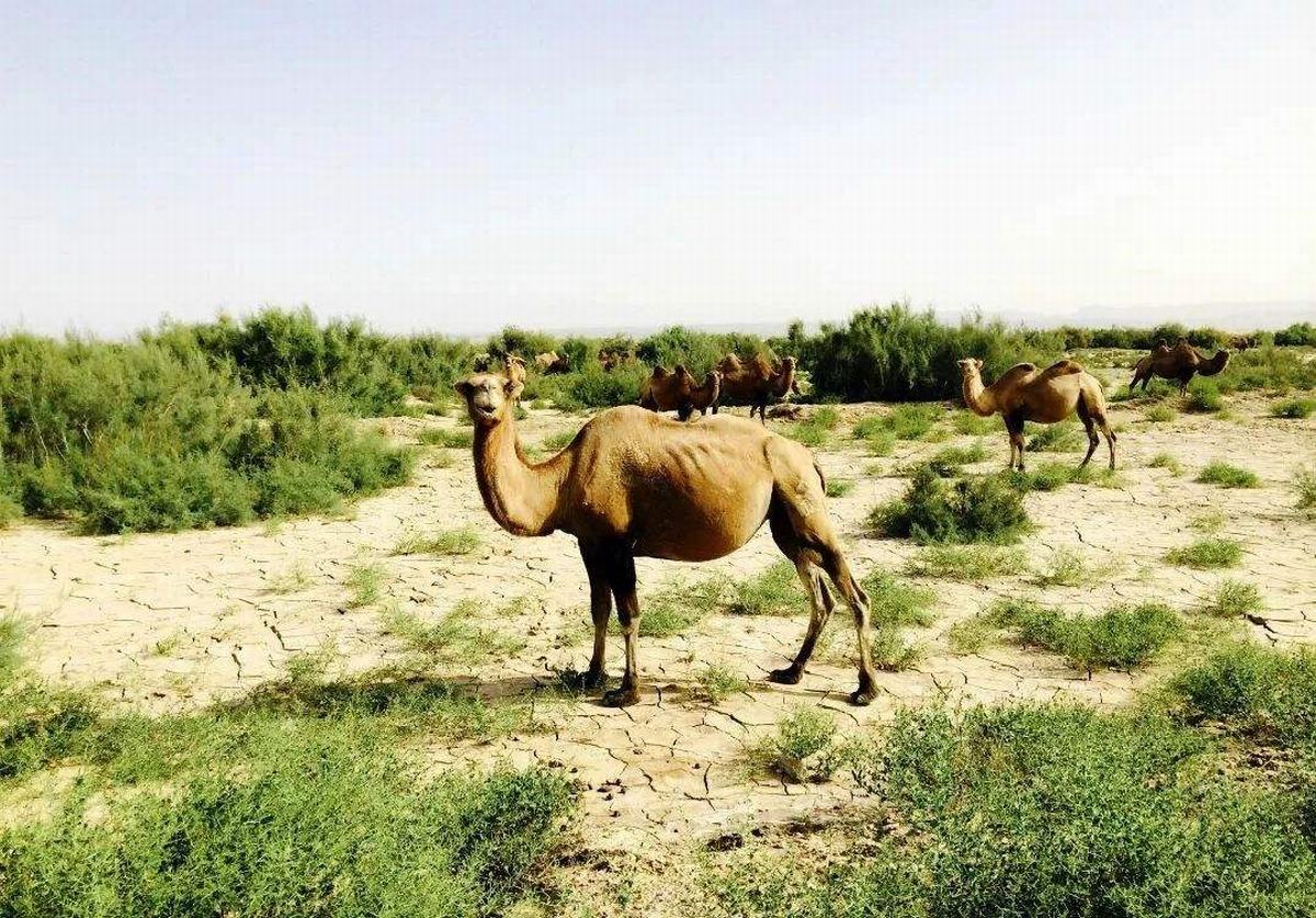 Gurbantunggut Desert