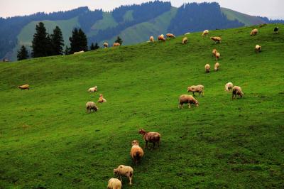 Jiangbulak Pasture