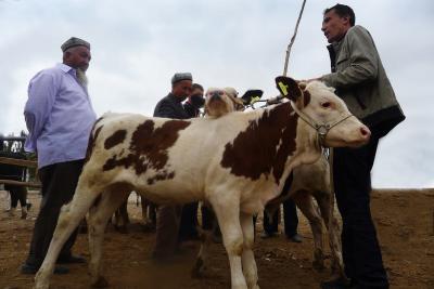 Kashgar Sunday Livestock Market