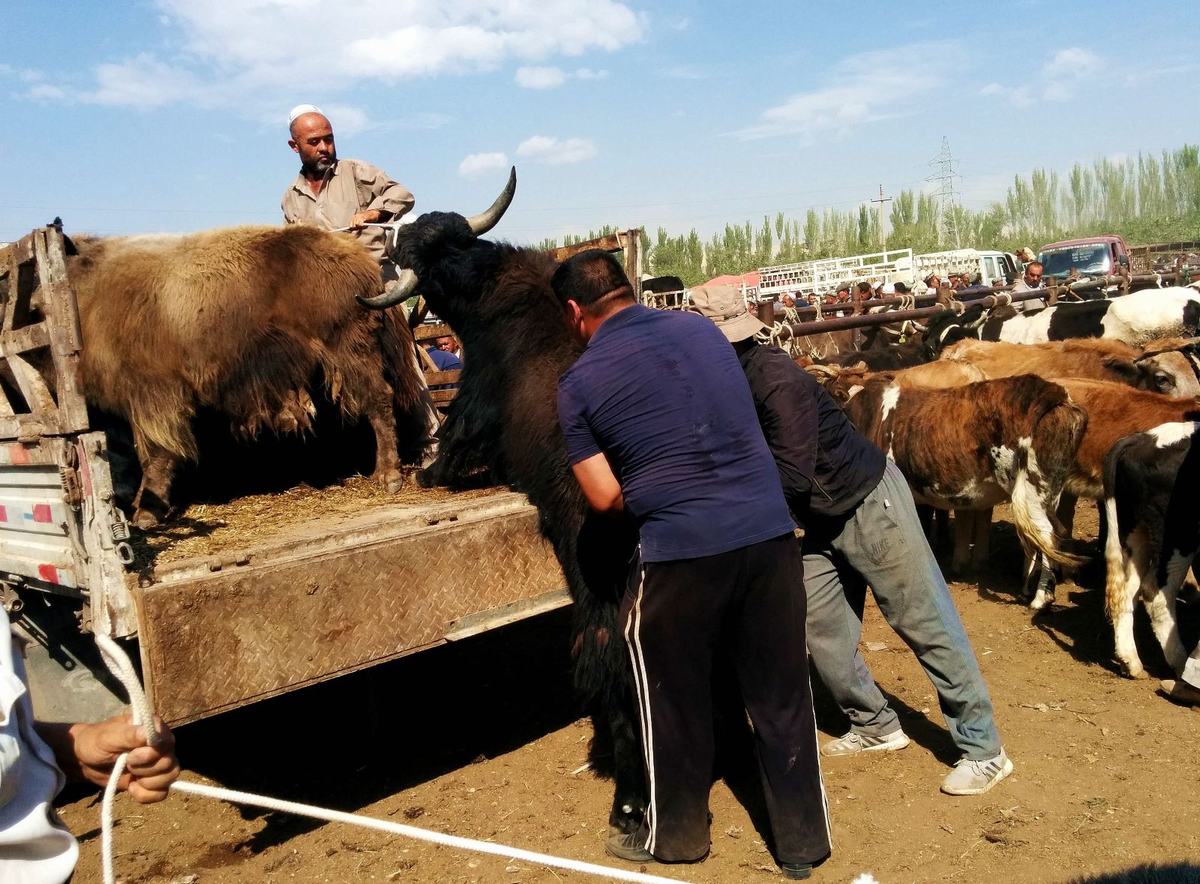 Kashgar Sunday Livestock Market