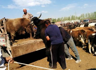 Kashgar Sunday Livestock Market