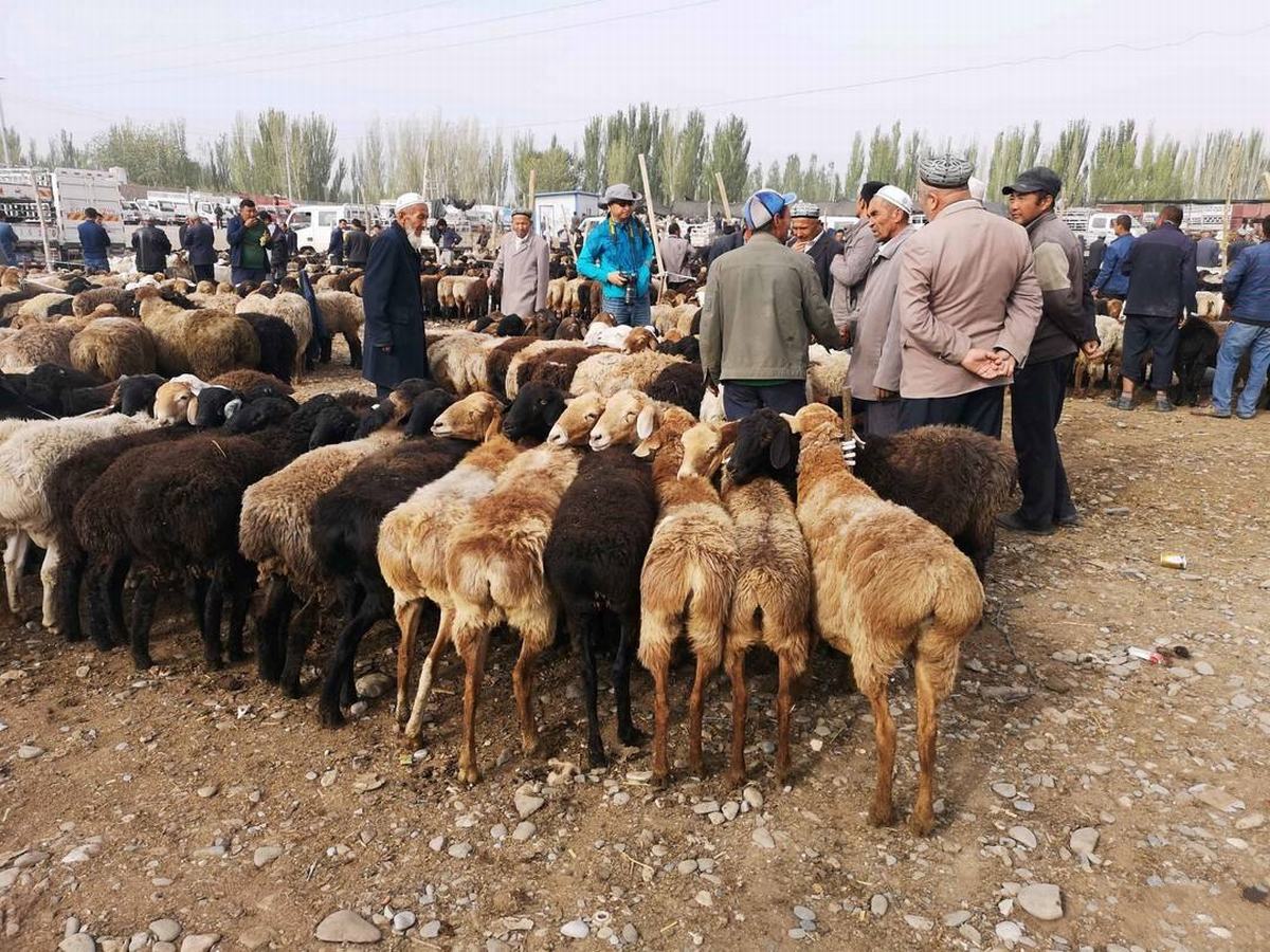 Kashgar Sunday Livestock Market