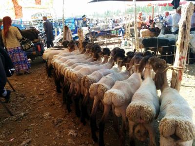 Kashgar Sunday Livestock Market