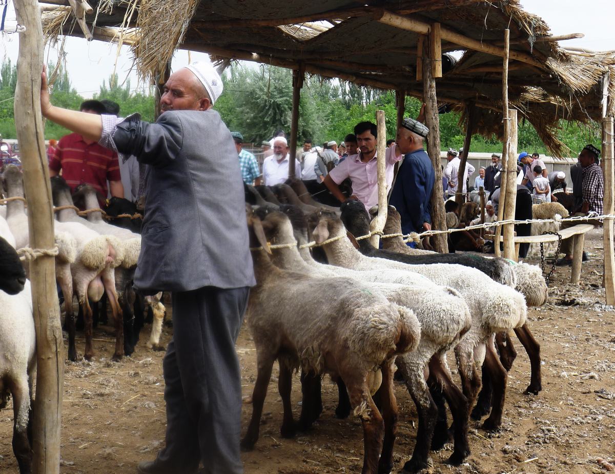 Sunday Livestock Market Kashgar, Xinjiang