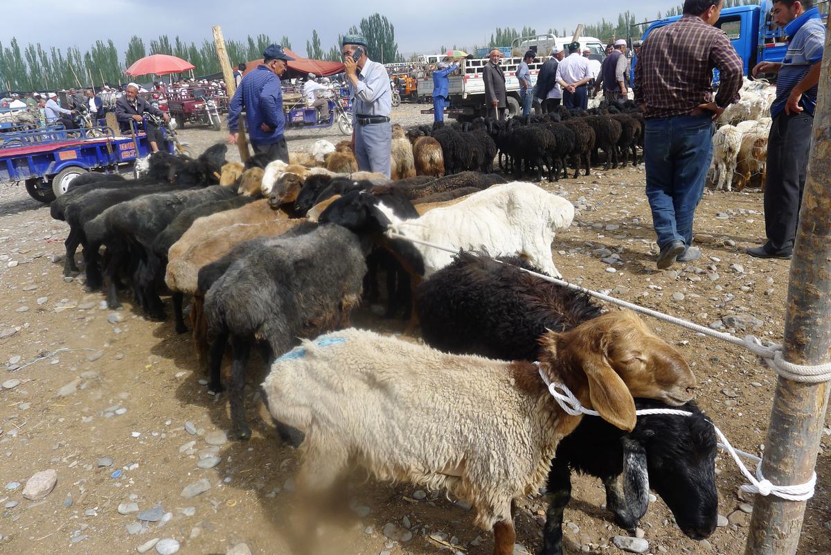 Kashgar Sunday Livestock Market