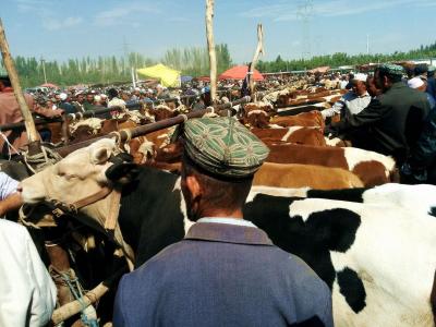 Kashgar Sunday Livestock Market