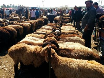 Sunday Livestock Market Kashgar 