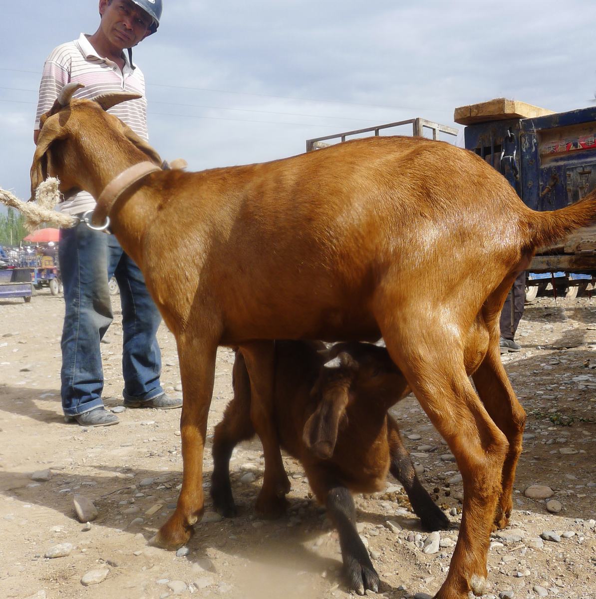 Kashgar Sunday Livestock Market