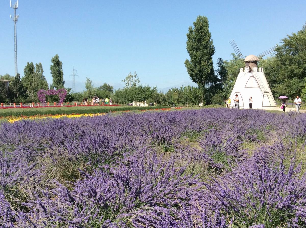 Lavender Museum