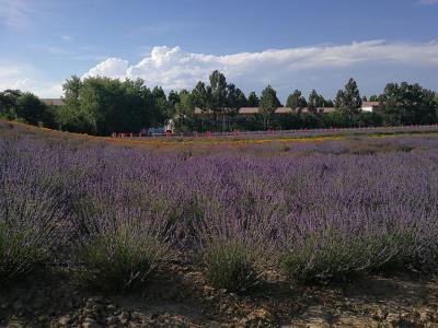 Lavender Museum