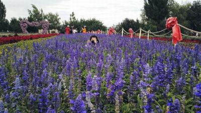 Yili Lavender Museum