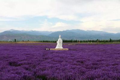 Lavender Museum Yili - Xinjiang