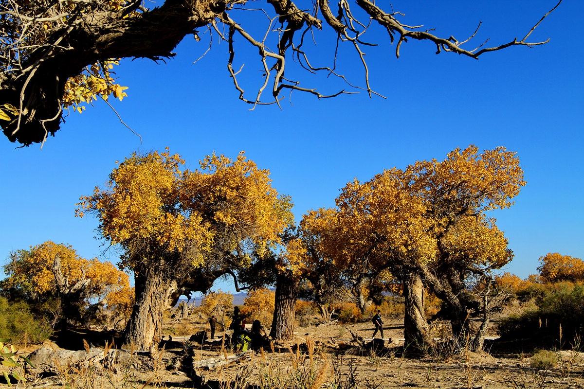 Mori Populus Euphratica Forest