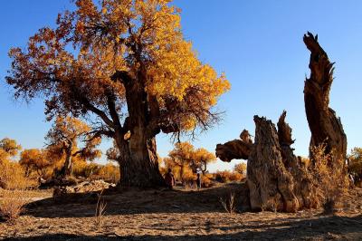 Mori Populus Euphratica Forest Xinjiang, China