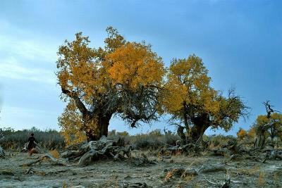 Mori Populus Euphratica Forest