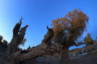 Mori Populus Euphratica Forest Xinjiang