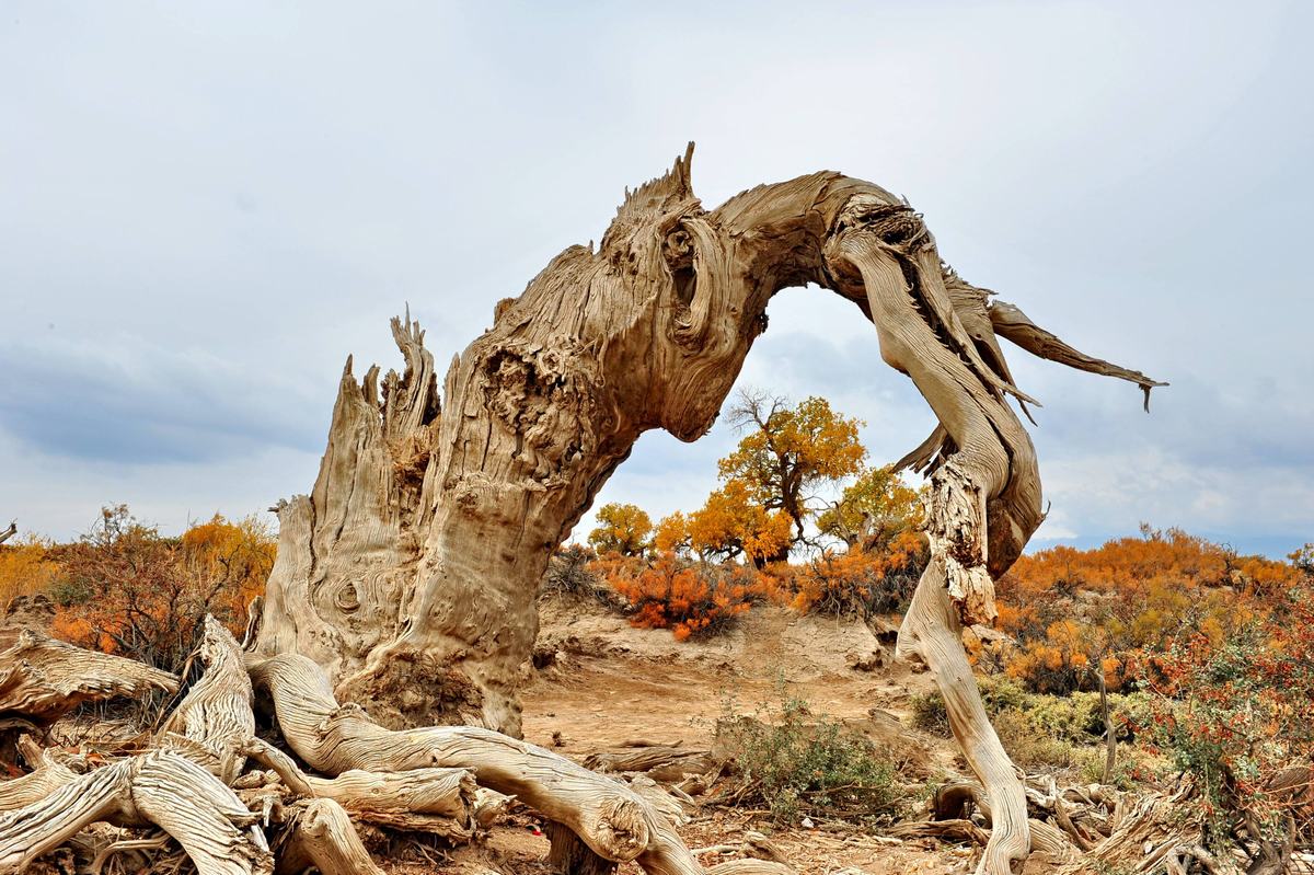 Mori Populus Euphratica Forest