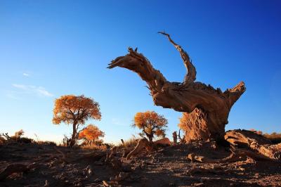 Mori Populus Euphratica Forest