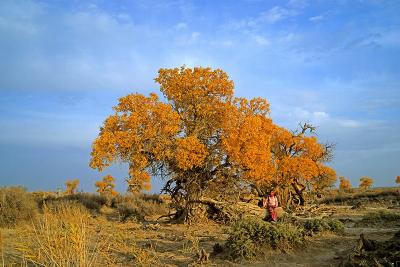 Mori Populus Euphratica Forest