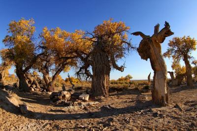 Mori Populus Euphratica Forest