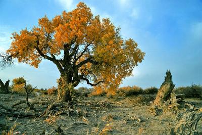 Mori Populus Euphratica Forest