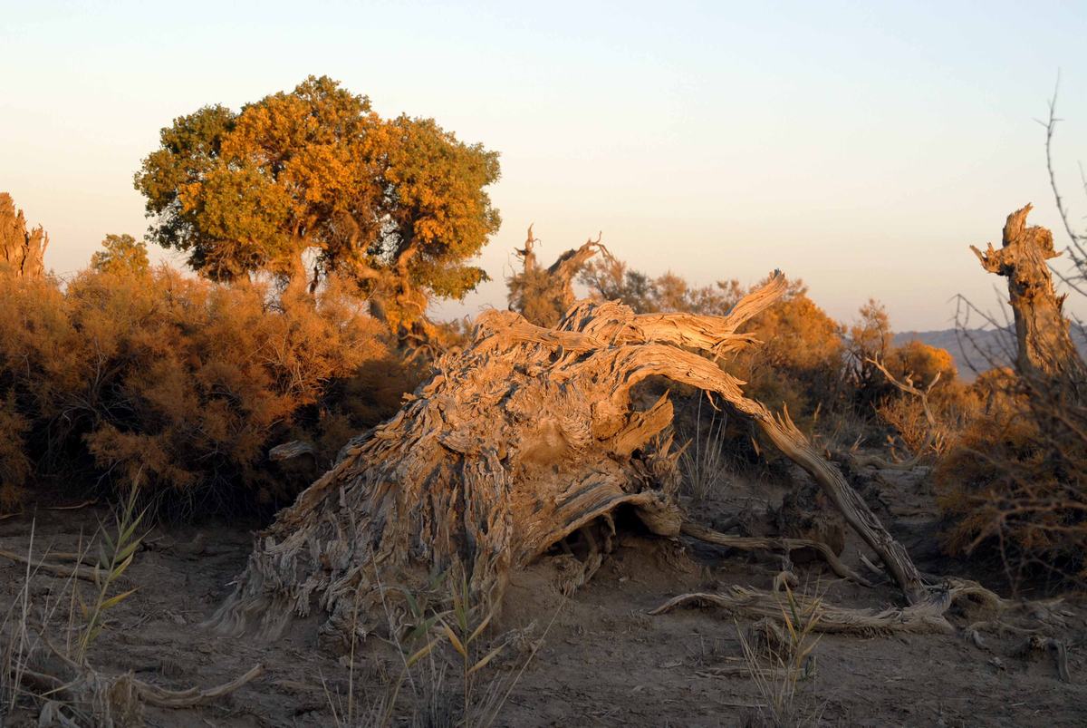 Mori Populus Euphratica Forest