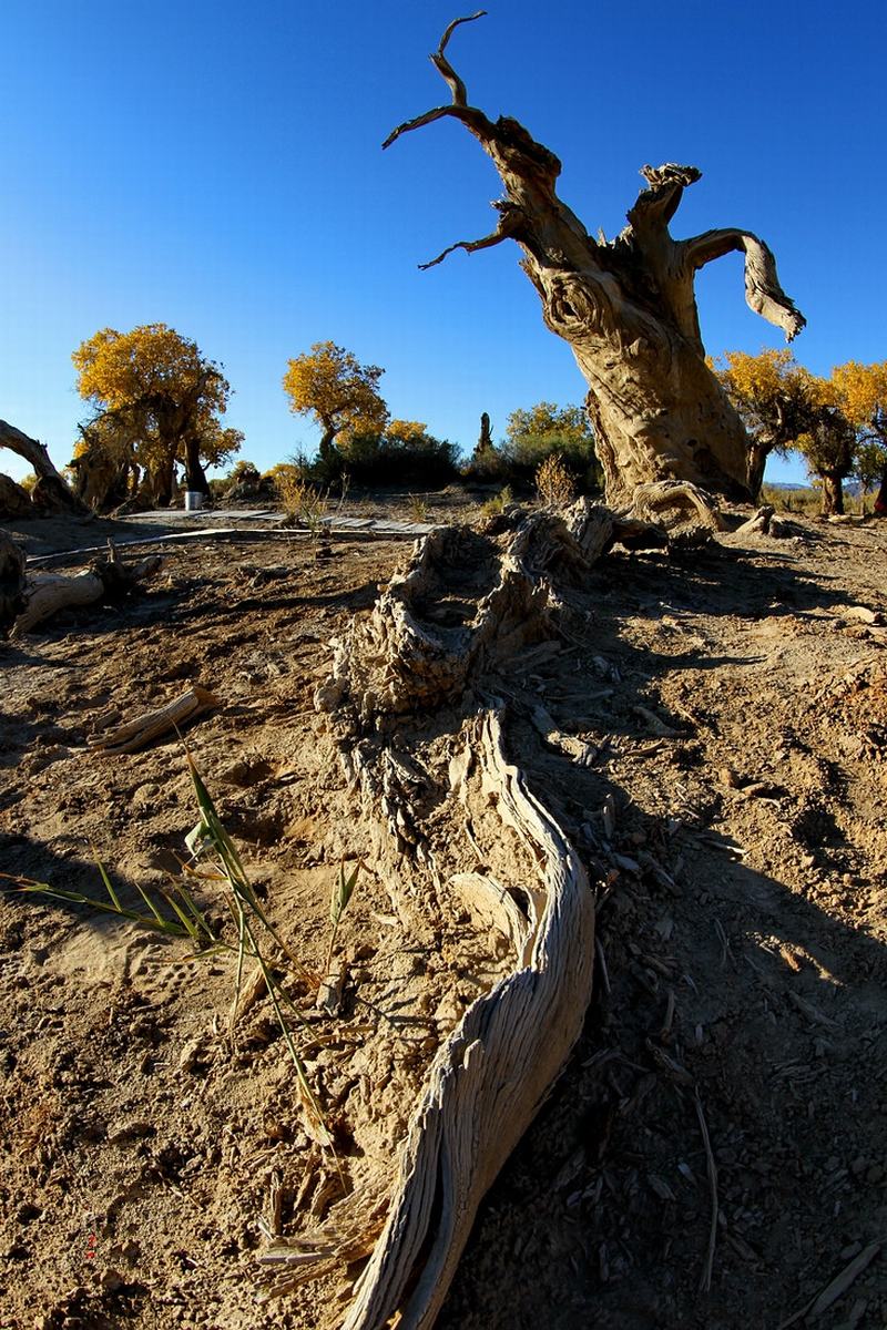 Mori Populus Euphratica Forest