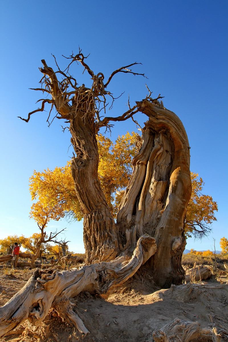 Mori Populus Euphratica Forest