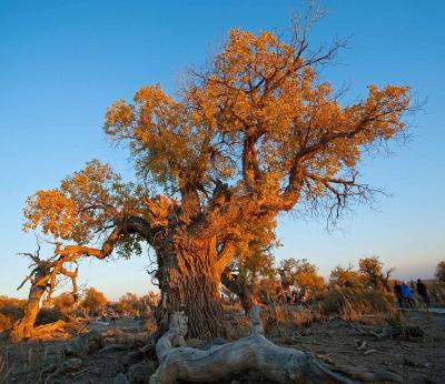 Xinjiang Mori Populus Euphratica Forest