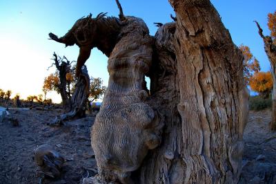 Mori Populus Euphratica Forest