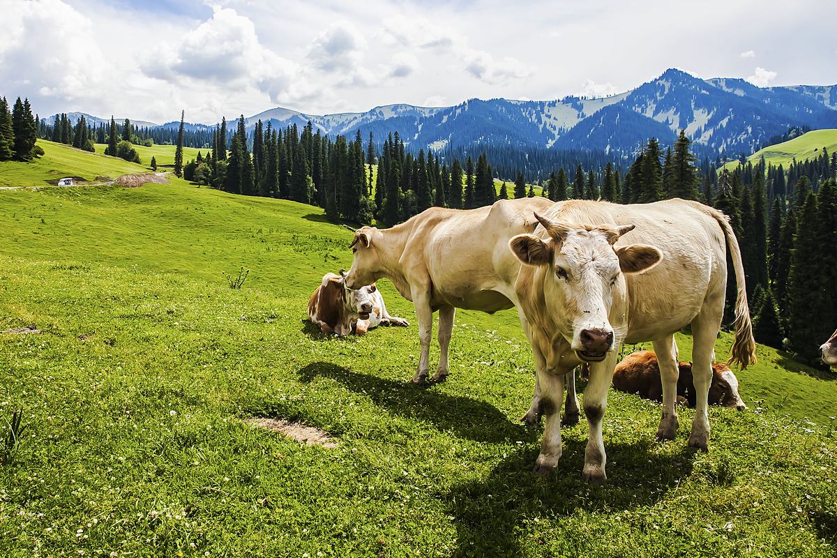 Narati Pasture