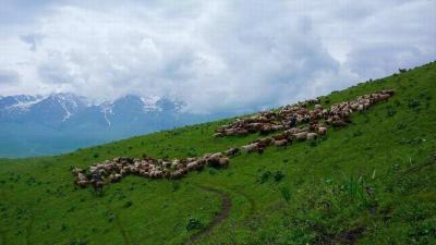 Narati Pasture