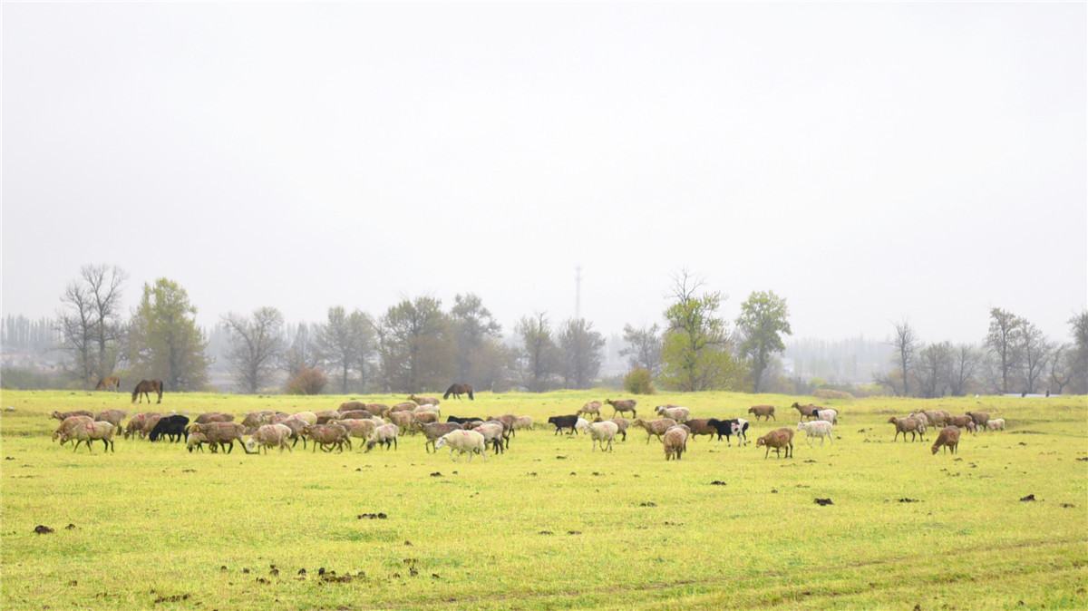 Narati Pasture